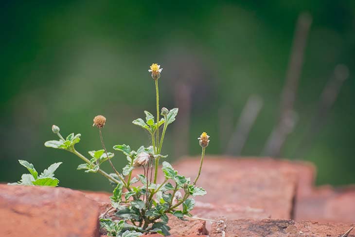 Eliminer les mauvaises herbes 