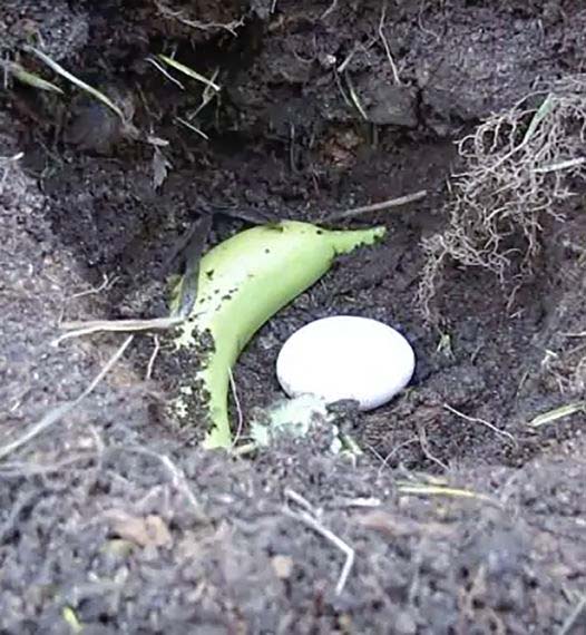 Mettez une banane et un œuf cru dans un trou dans le sol