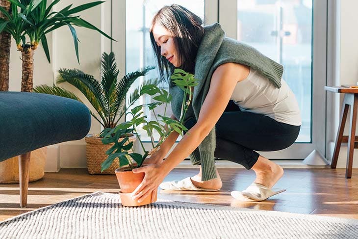 mettre plantes maison