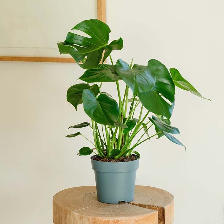 Le monstera minima 