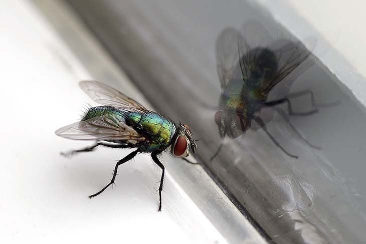 Une mouche se promène à la maison 