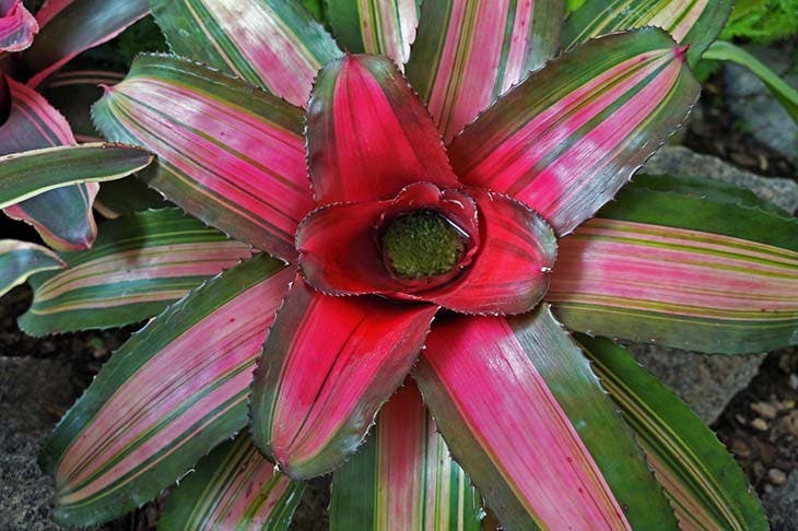 Neoregelia 