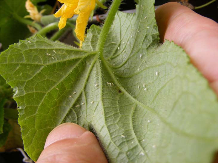 nuisible feuille plante