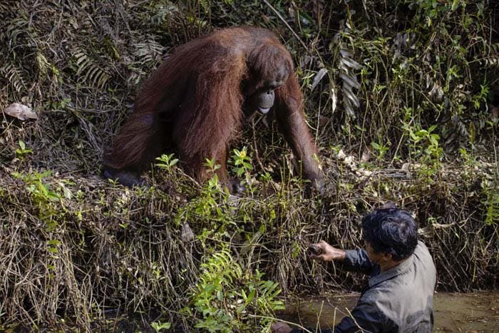 orang-outan aide un garde forestier1