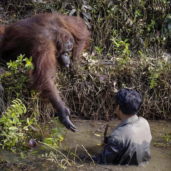 orang-outan aide un garde forestier2