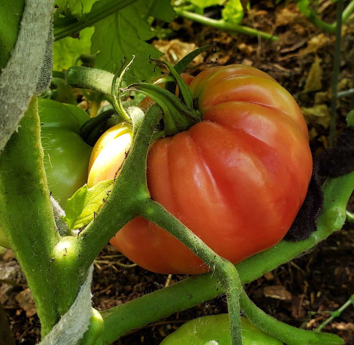 ou faire pousser les tomates