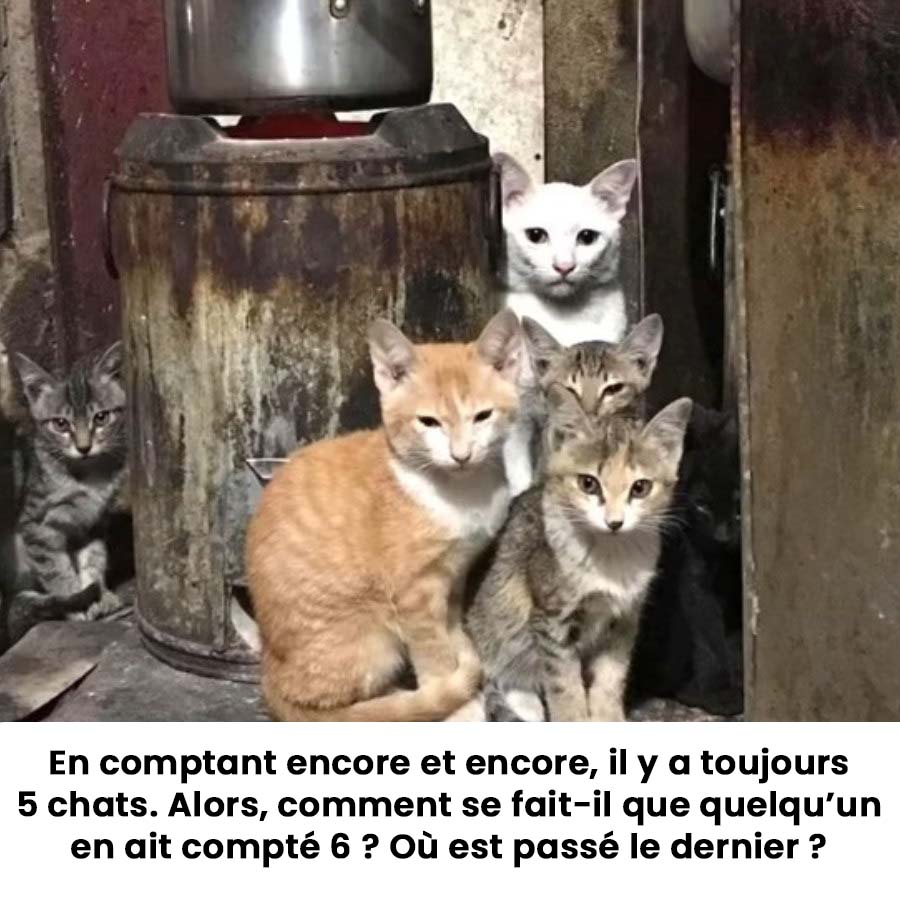 Où se cache le 6ème chat ?