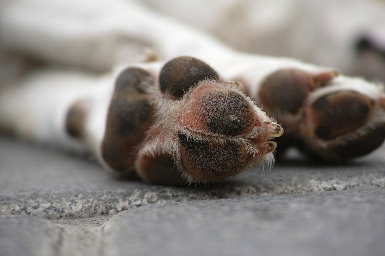 Les scientifiques expliquent la raison pour laquelle perdre un chien a le même effet que perdre un être cher