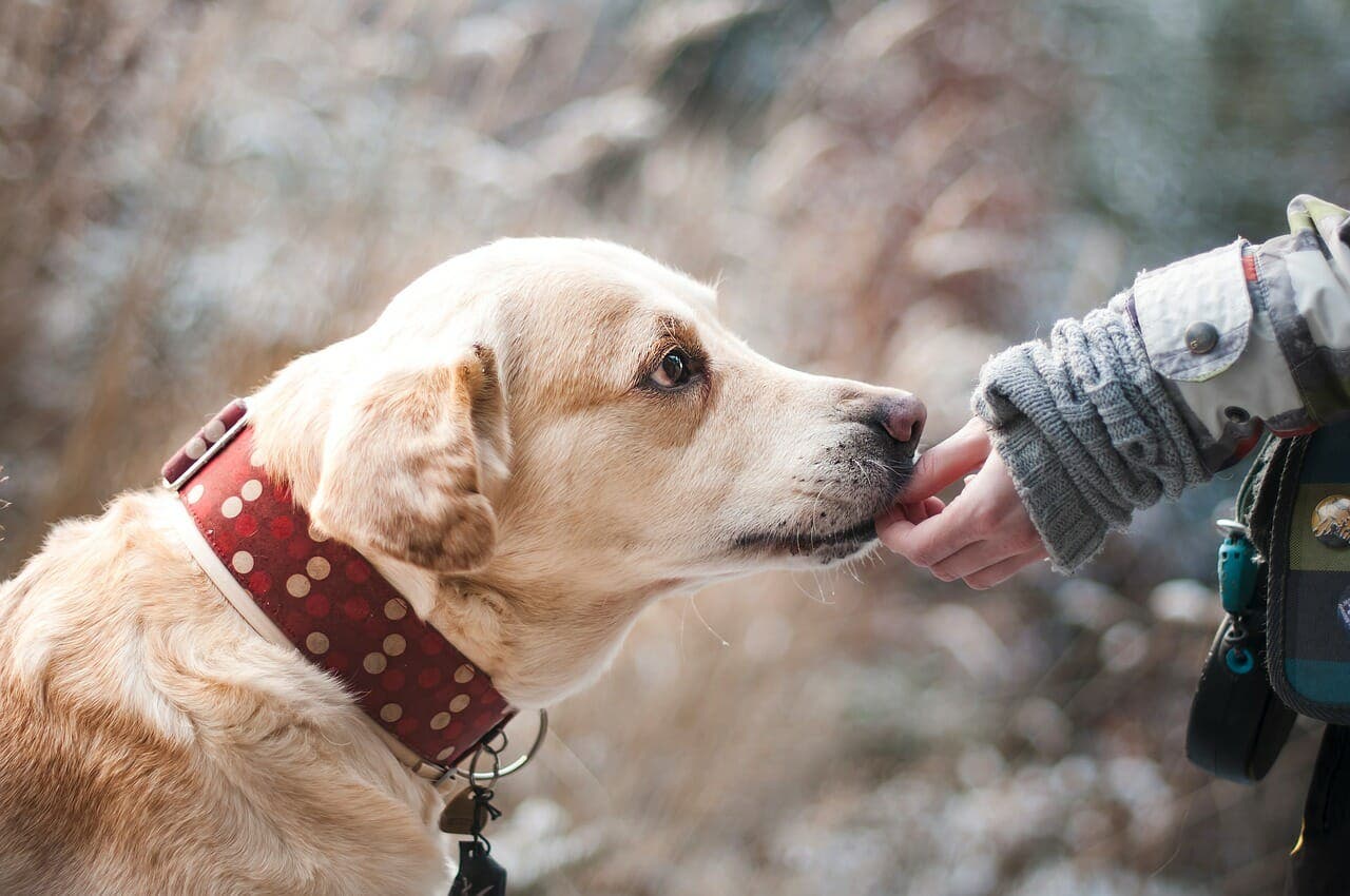 Les scientifiques expliquent la raison pour laquelle perdre un chien a le même effet que perdre un être cher