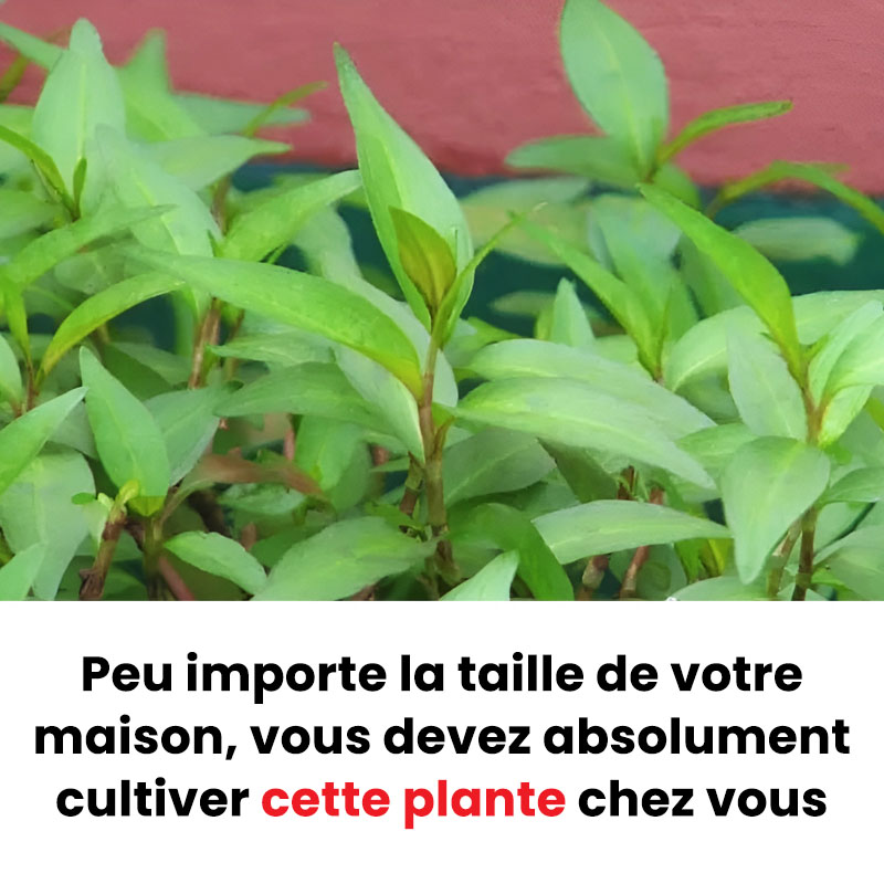 Peu importe la taille de votre maison, vous devez absolument cultiver cette plante chez vous