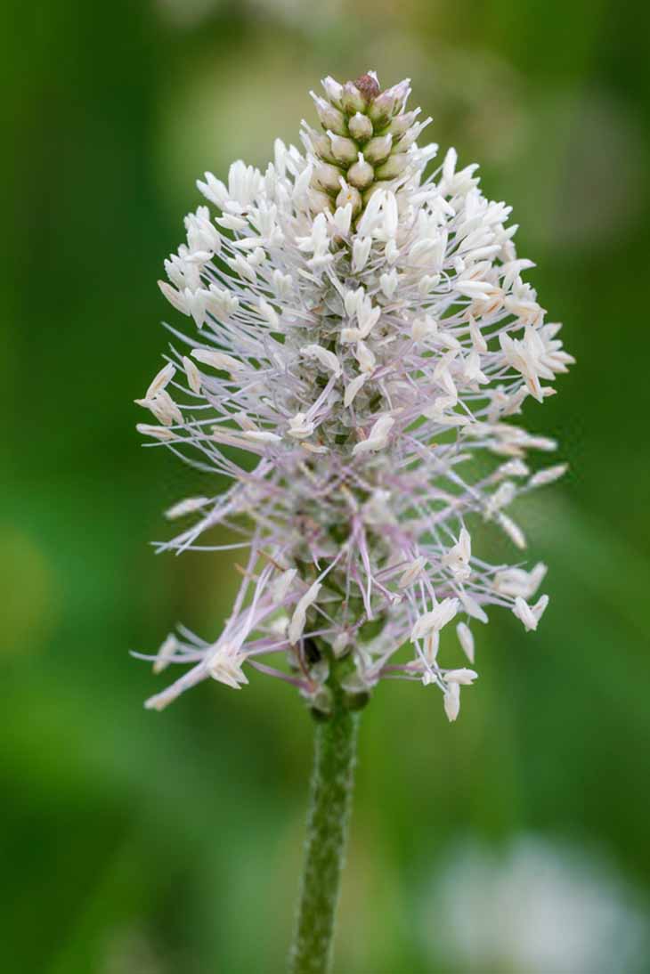 plantain-maux