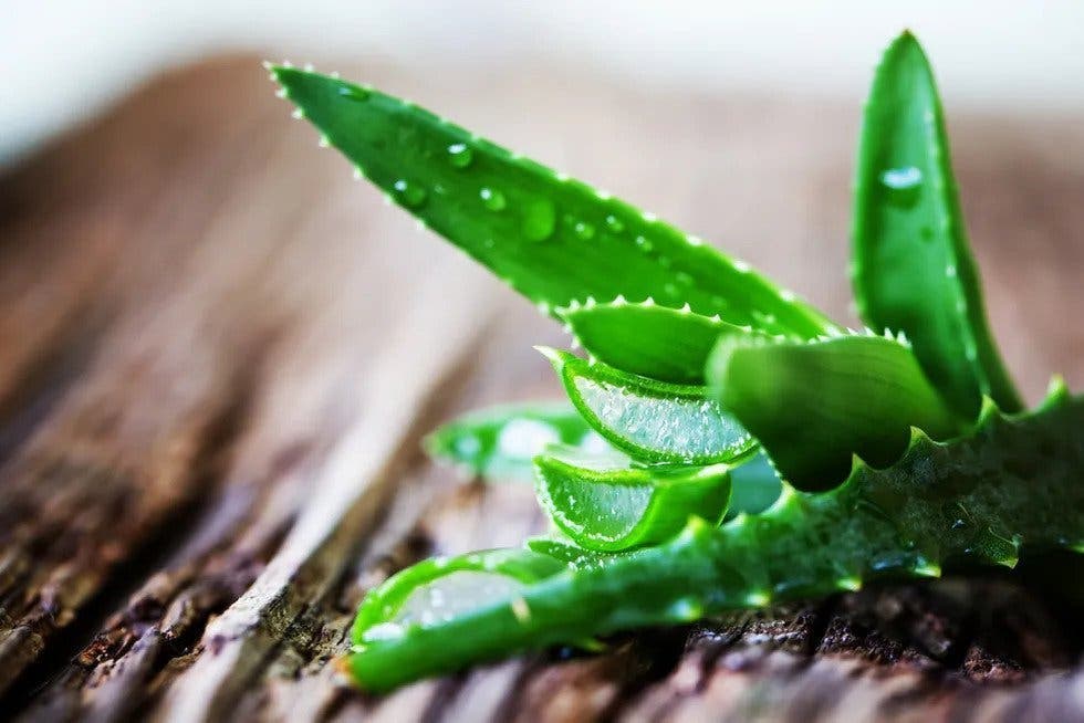 plante d'aloe vera