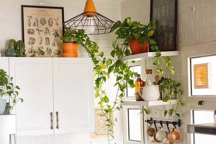 plante interieur cuisine