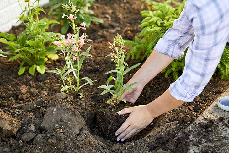 planter une fleur