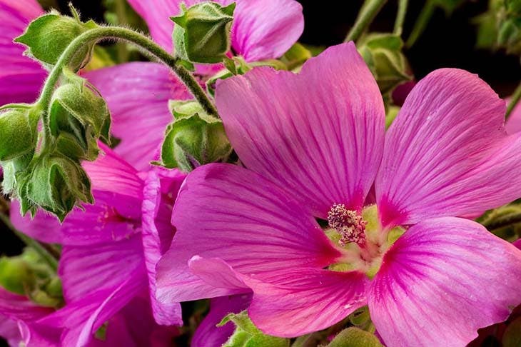 La fleur d’hibiscus craint le froid et le gel. source : spm