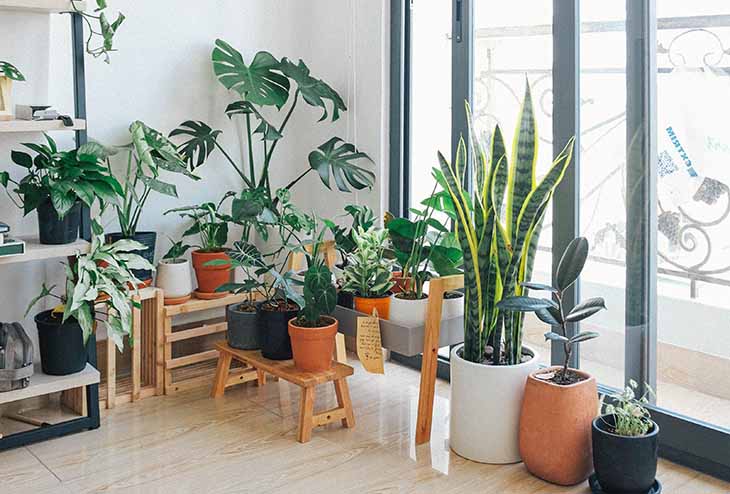 plantes d'interieur