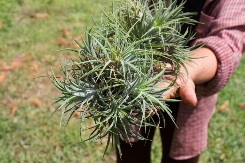 plantes qui apportent de mauvaises énergies chez vous à la maison