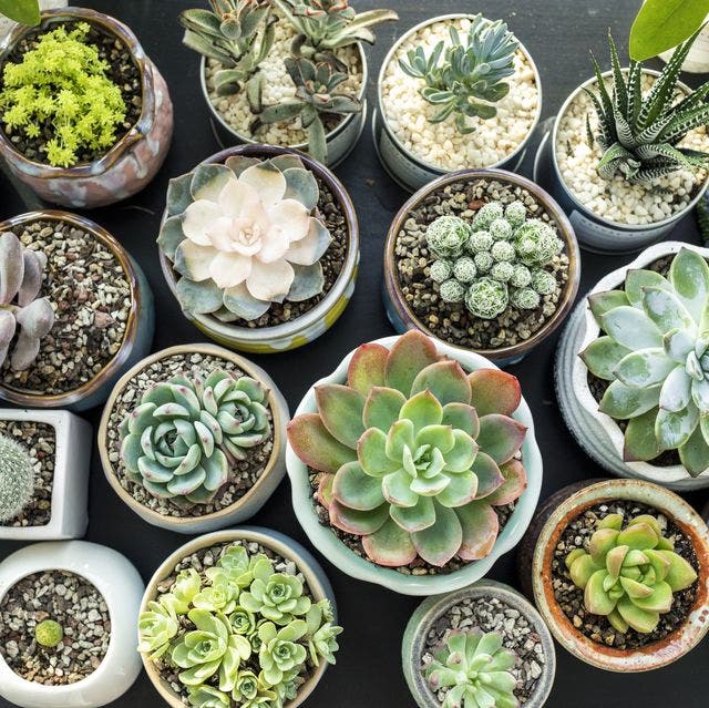 plantes succulantes