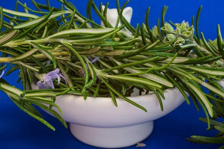 10 plantes que vous pouvez faire pousser chez vous dans une bouteille d’eau