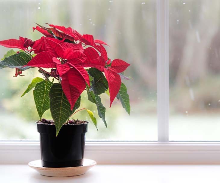 poinsettia1