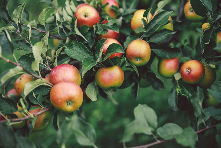 pommier dans le jardin