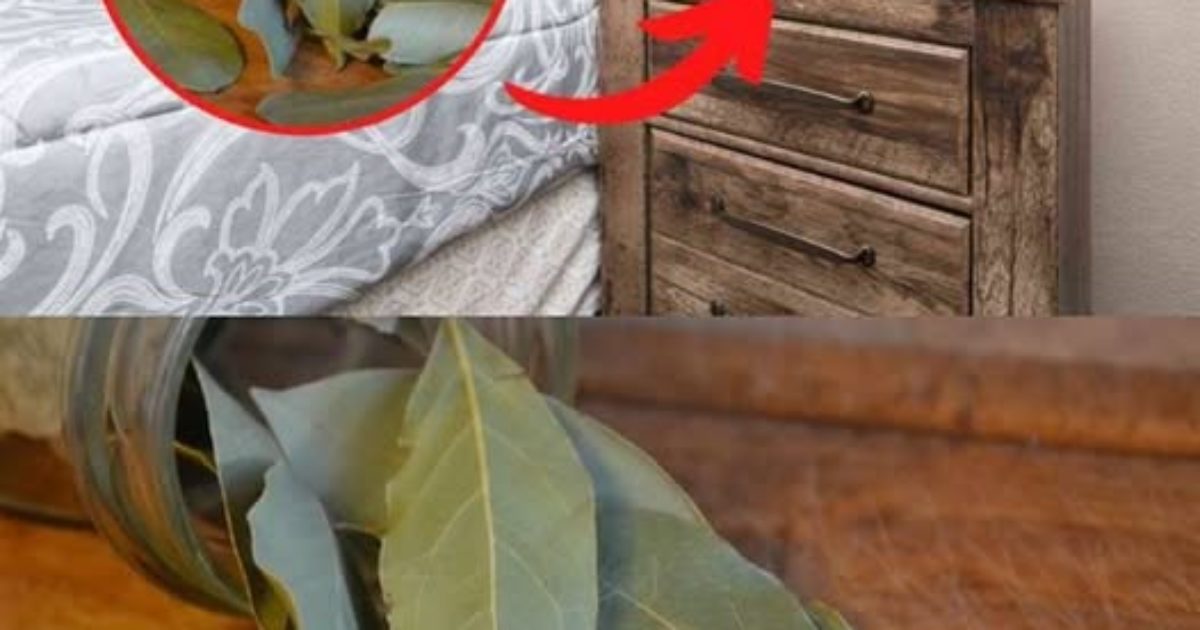 Pourquoi devriez-vous mettre des feuilles de laurier sur votre table de nuit