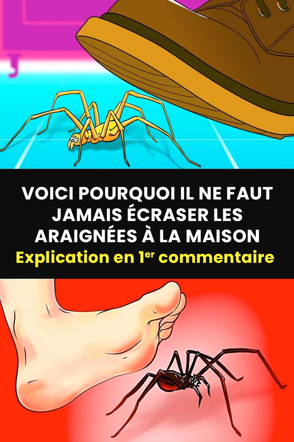 Pourquoi il ne faut jamais tuer les araignées à la maison ?