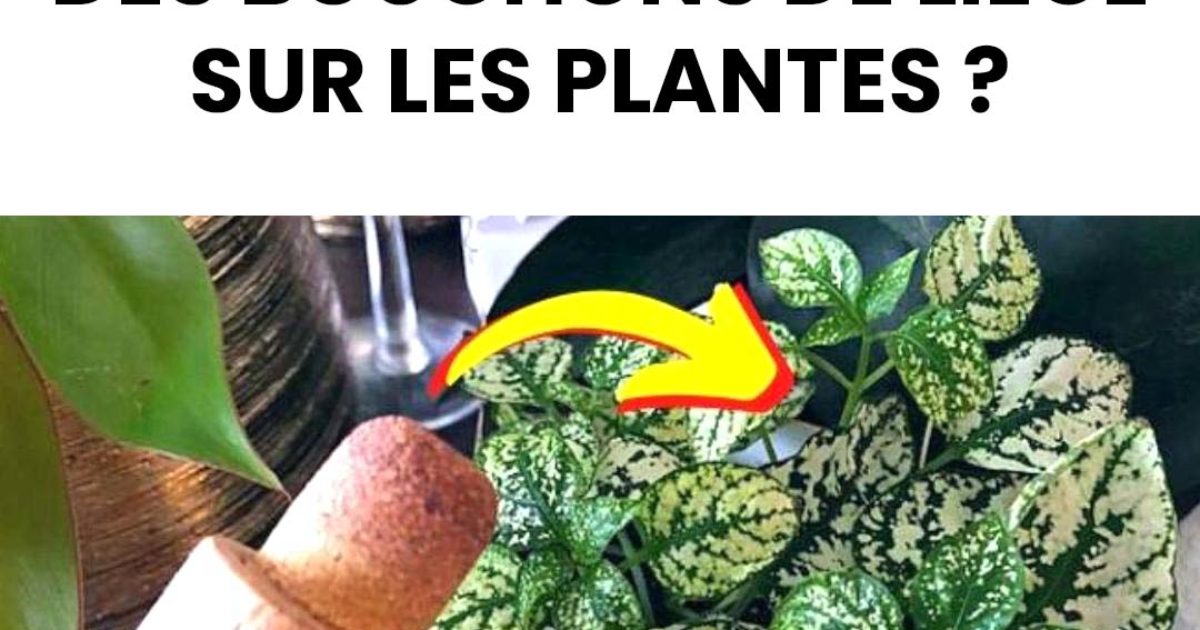 Pourquoi mettre des bouchons de liège dans les plantes ? L'astuce de mon jardinier