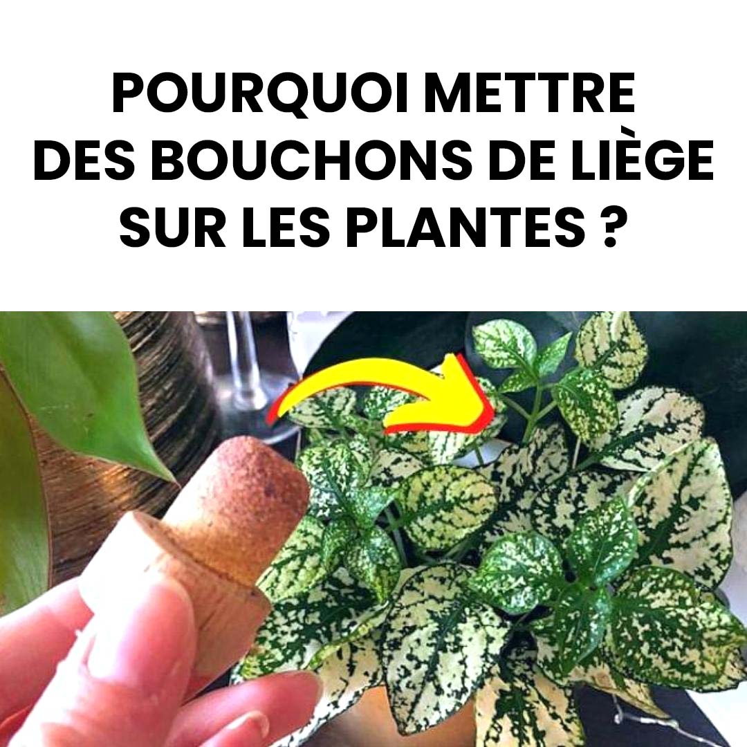 Pourquoi mettre des bouchons de liège dans les plantes ? L'astuce de mon jardinier