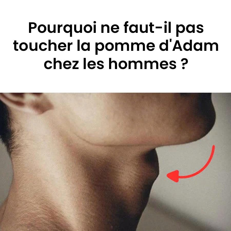 Pourquoi ne faut-il pas toucher la pomme d'Adam chez les hommes ?