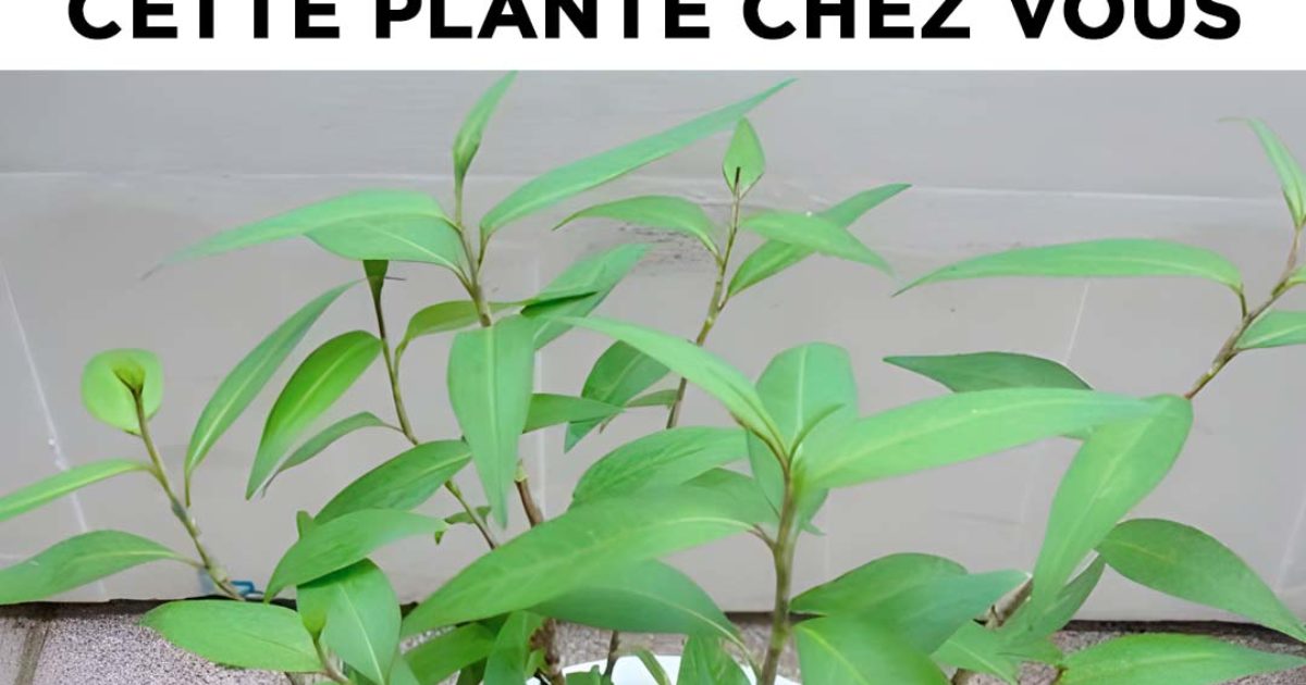 Quelle que soit la taille de votre maison, vous devez faire pousser cette plante dans votre maison