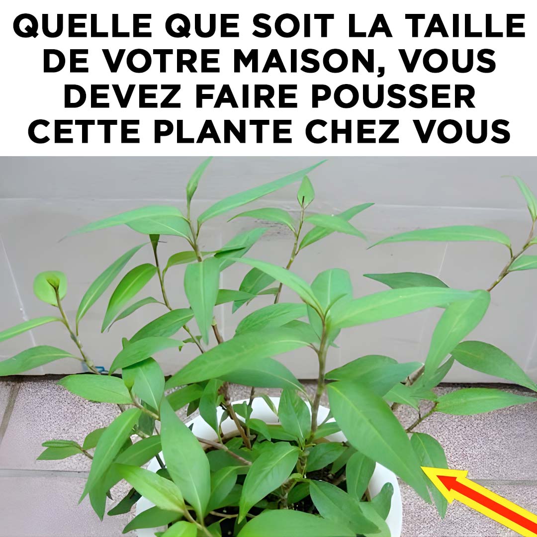 Quelle que soit la taille de votre maison, vous devez faire pousser cette plante dans votre maison