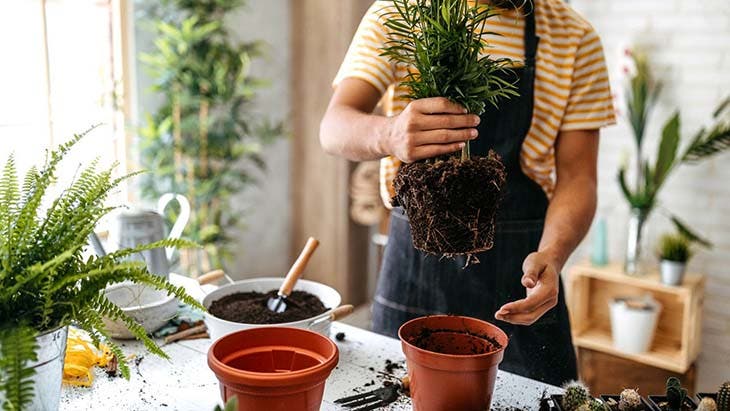 rempotage des plantes