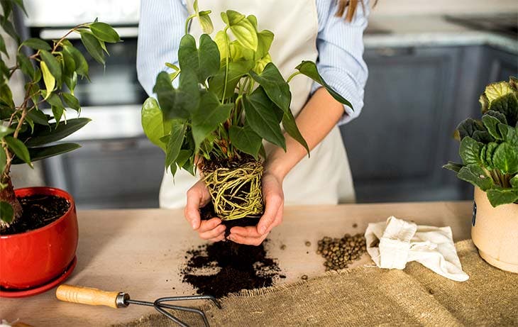 rempoter les plantes