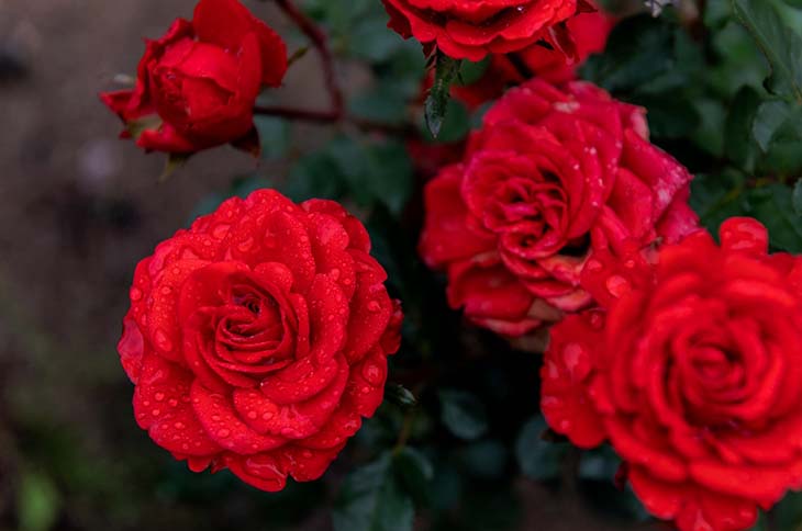 Une rose en rouge 