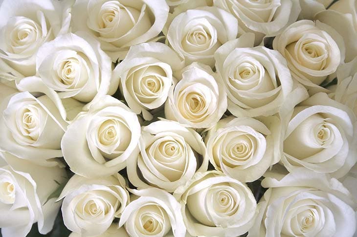 Roses blanches 