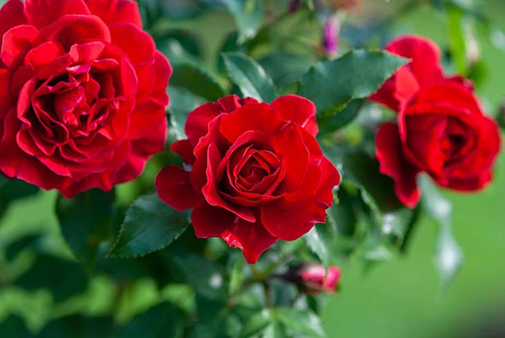 Roses rouges 