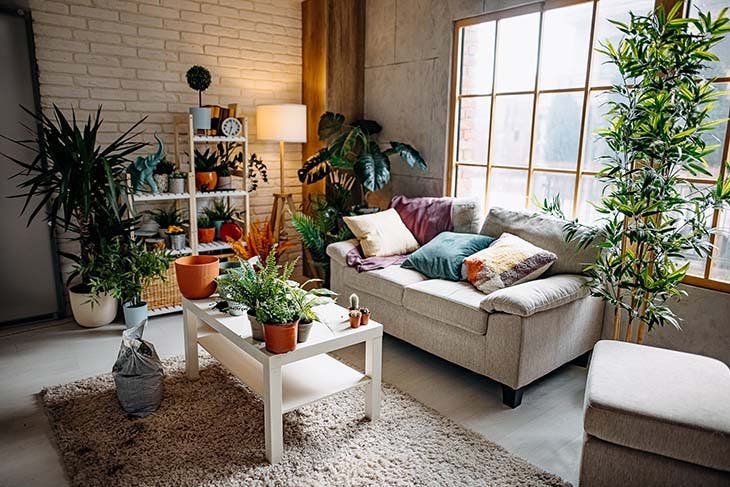 Un salon décoré avec des plantes d’intérieur 