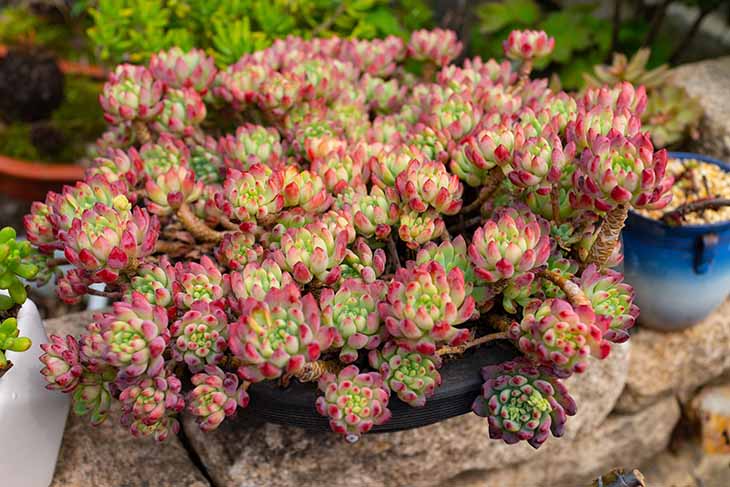 Sempervivum 