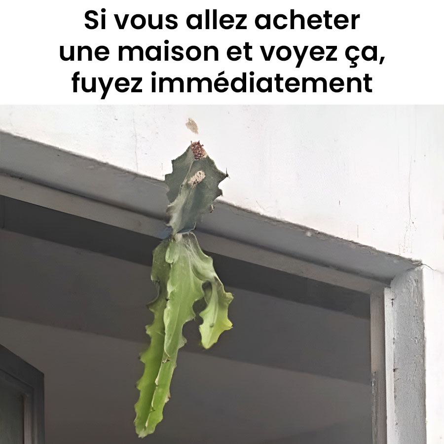 Si vous allez acheter une maison et que vous voyez cela, fuyez immédiatement