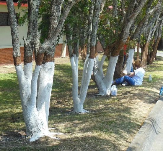 Si vous repérez un arbre peint en blanc, voici ce que cela signifie