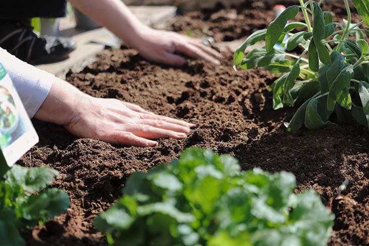 S’occuper du potager - source : spm