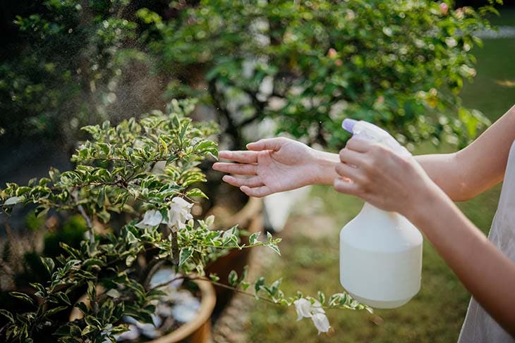 Spray au vinaigre pour les plantes 