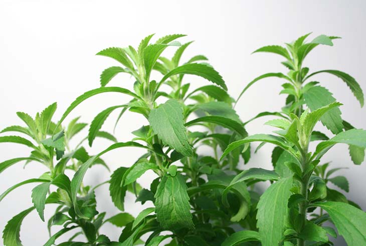 stevia