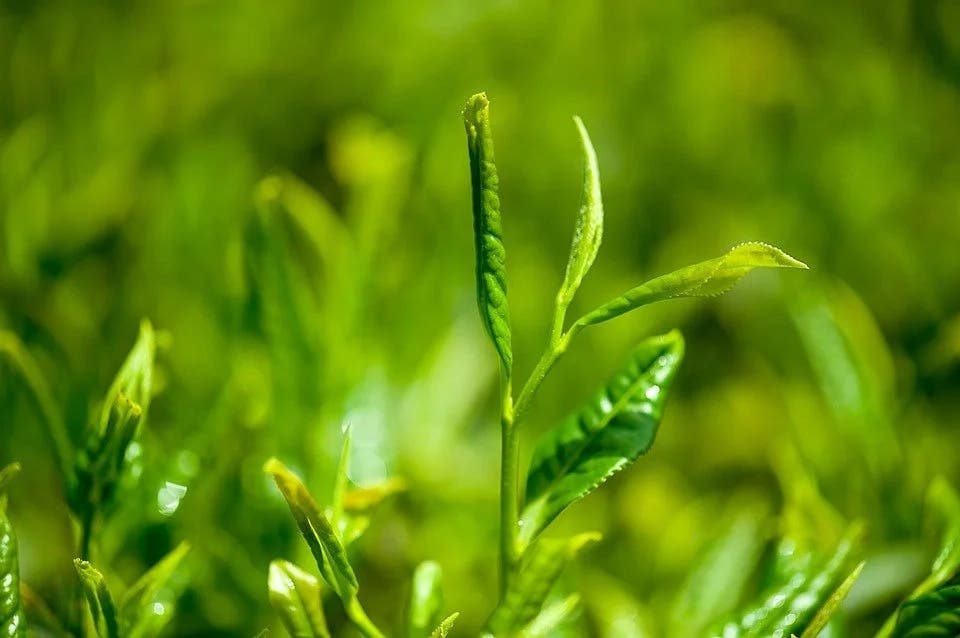 le régime au thé vert