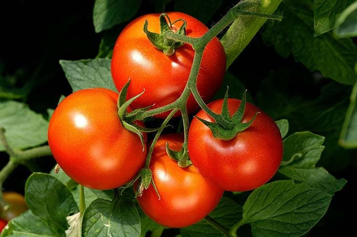 Des tomates fraîches 