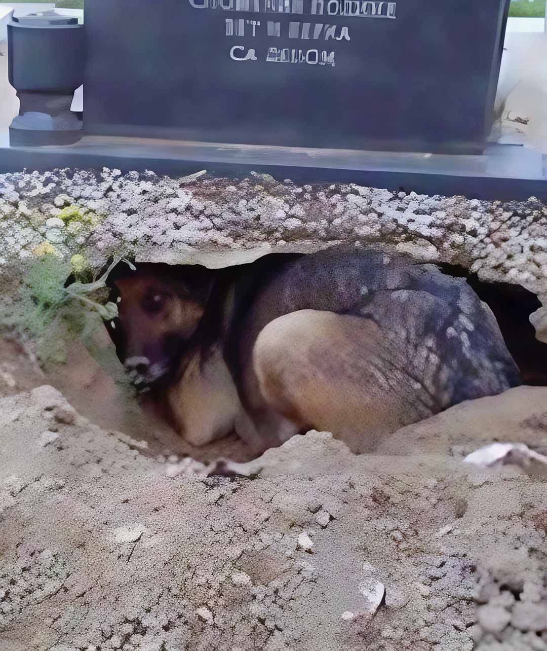 Une chienne reste bloquée dans une fosse : Une femme s’approche et découvre une réalité surprenante !