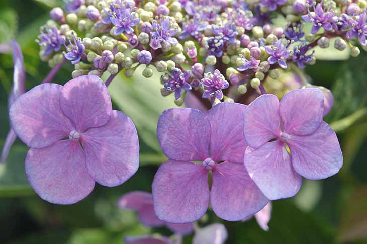 Végétal fleuri - source : spm