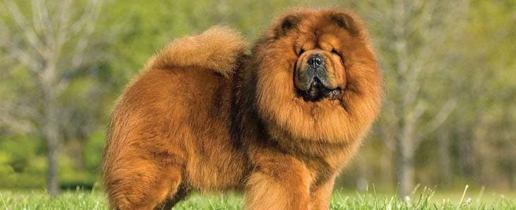 Le chow chow 