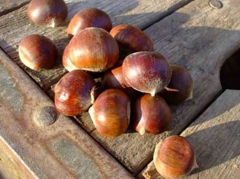 éloigner les araignées de votre maison